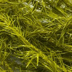 Fasna Neon Straggle 12MM